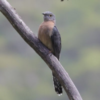 Fan-tailed Cuckoo